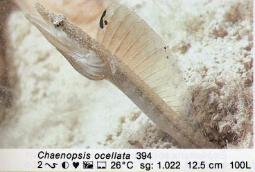 Chaenopsis ocellata